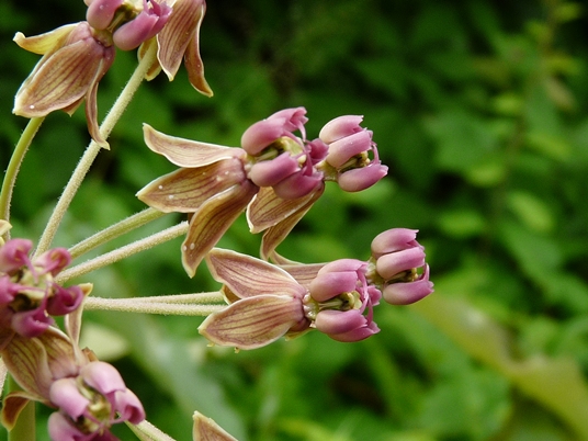 {Asclepias amplexicaulis}